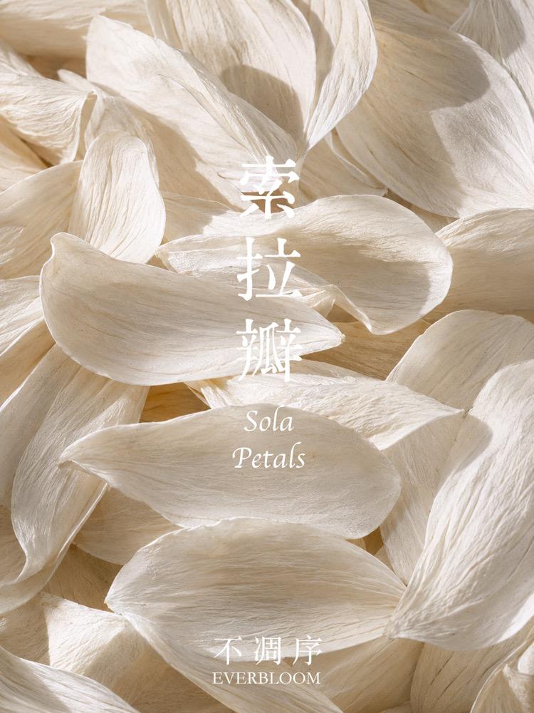 通草原料形态